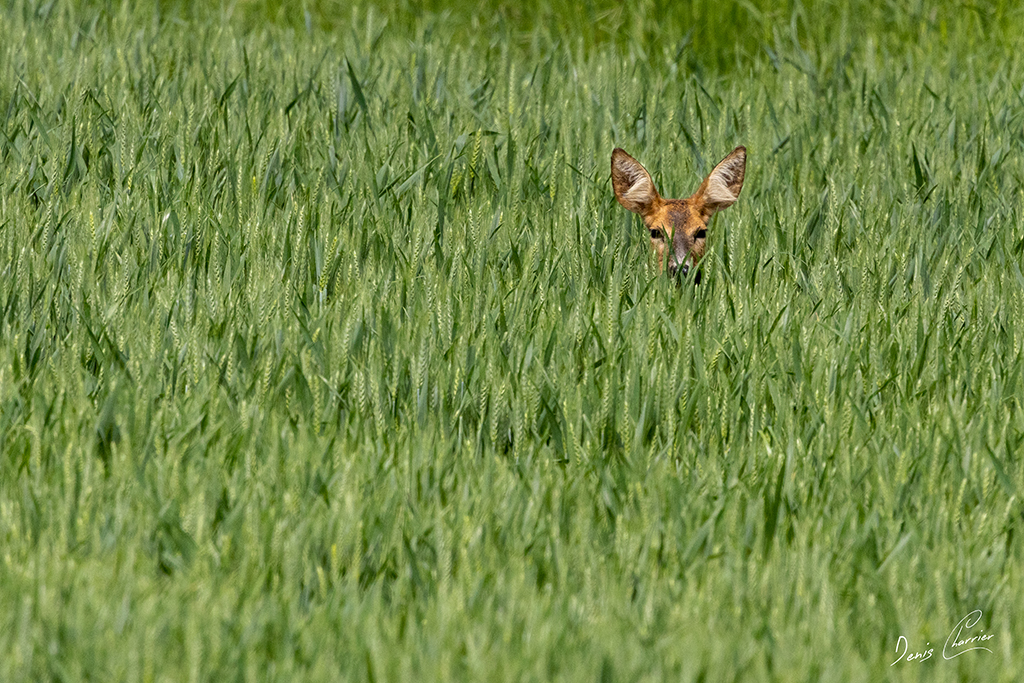 Tête de chevrette dans un champs de blé vert